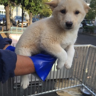 生後2〜3ヶ月 可愛い子犬③♬