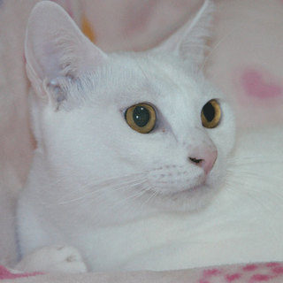 とてもおとなしくお利口な白猫のシロちゃん