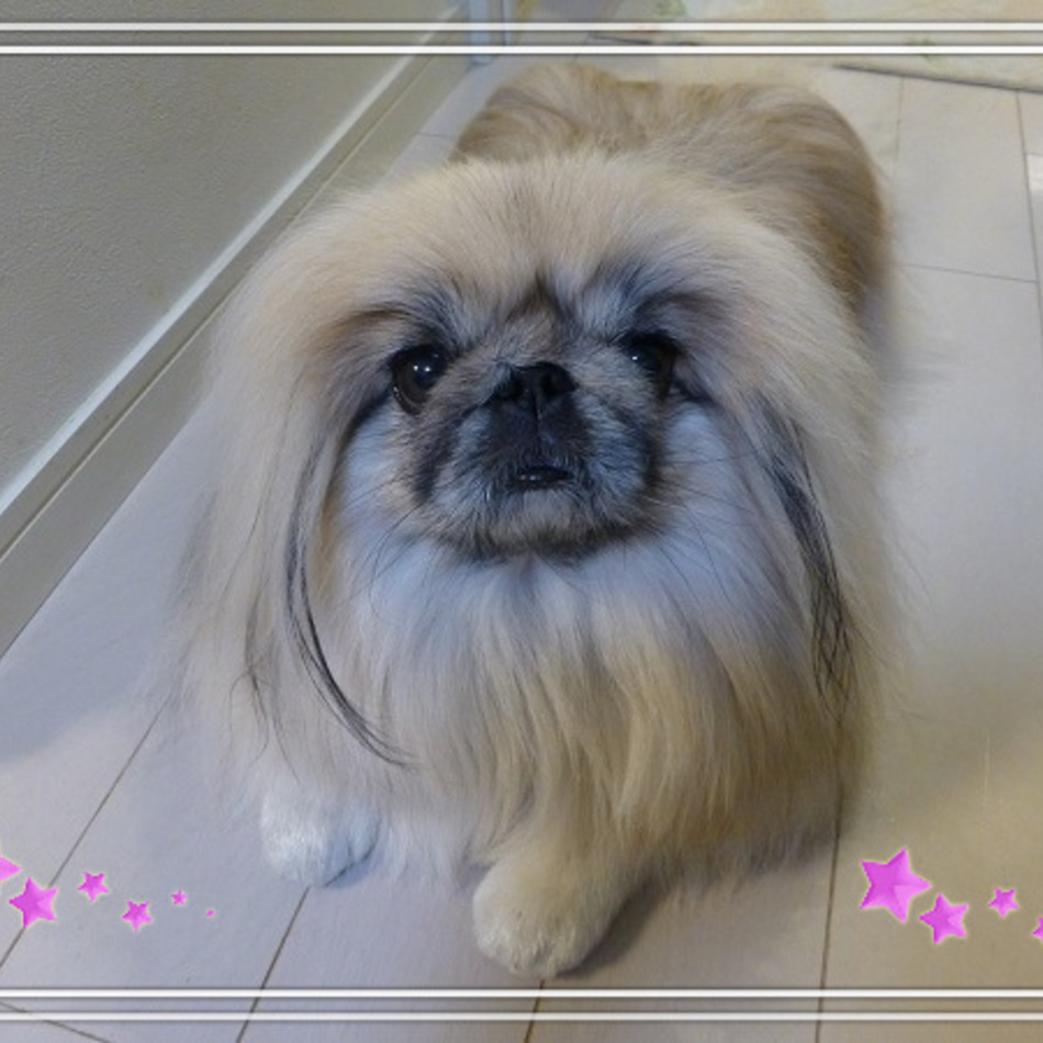 つくしのカバー写真