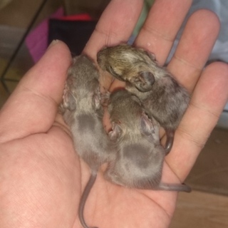 デグーベビー里親募集