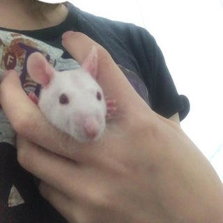 スキニーラットの男の子