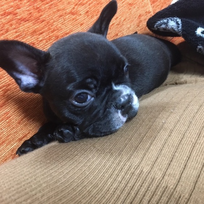 さやさやたんのカバー写真