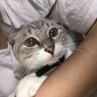 シャム猫のハーフ ♀