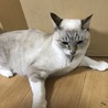 シャム猫のハーフ ♀ サムネイル3