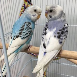 セキセイインコ2羽里親様募集」富山県 - 鳥の里親募集(139854