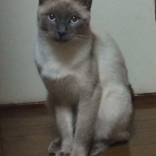 里親決定です…！感謝＊シャム風の雑種