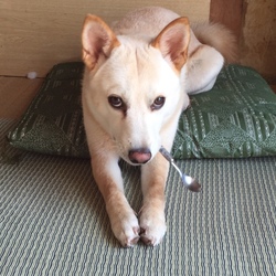 スプーン大好き