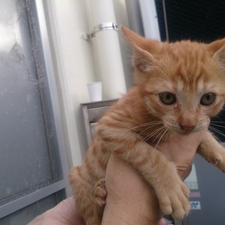 めっちゃ、可愛い仔猫達です･･･里親募集