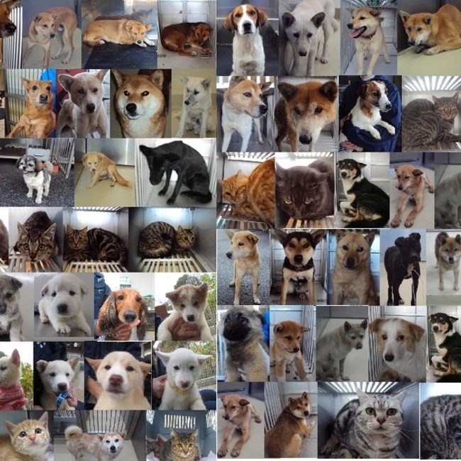 ななのままのカバー写真