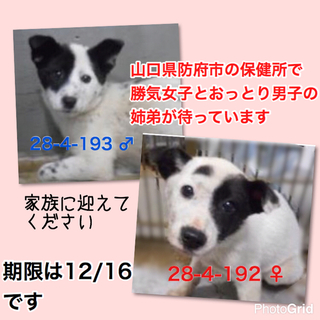 白黒柄の可愛い姉弟です。