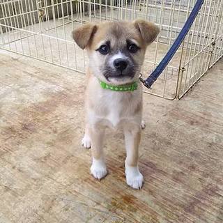 センターに収容されている仔を引き出しました。