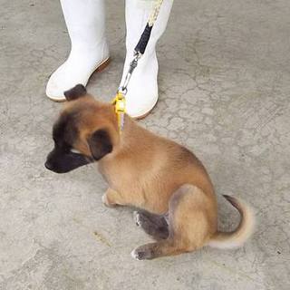 センターに収容された仔犬。家族を求めています。