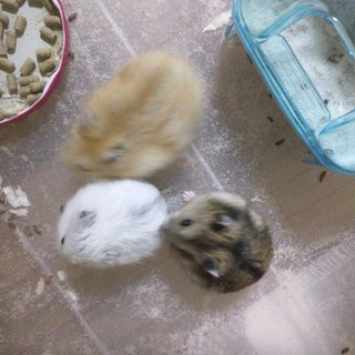 ジャンガリアン(生後1ヶ月)里親募集