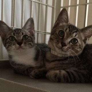 元気な美男子トラトラ二人組★の里親さん募集中！