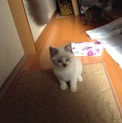 シャム風の女の子♪一旦停止します