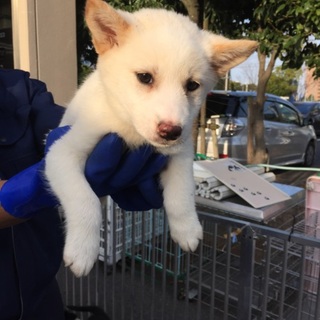 生後2〜3カ月 可愛い子犬④♬