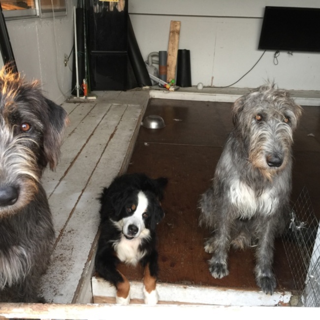 Ley-Lineのカバー写真