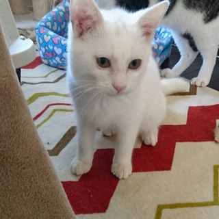 だいたい白猫♂