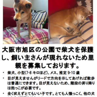 小型の柴犬、メス、里親募集！