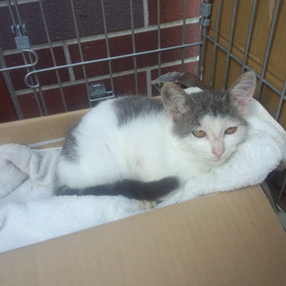 とてもひとなつこい可愛い猫ちゃんです(=^・^=)