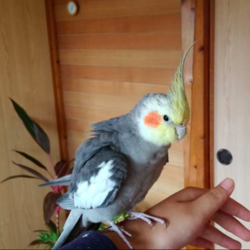 最近のお気に入り