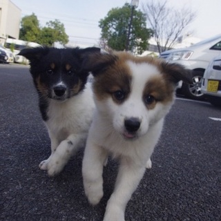 約生後2〜3ヶ月 可愛い子犬⑥♬