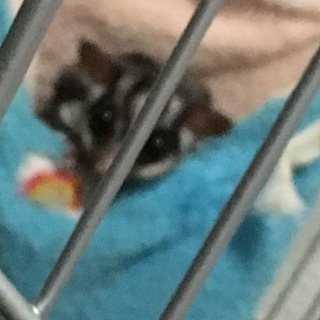 フクロモモンガ(オス、３歳)、里親募集！