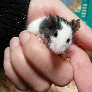 《交渉中》保護パンダマウス　パンちゃん