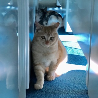 名古屋 ジャックくんの里親様募集