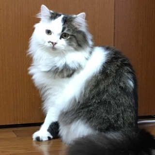 里親募集 スコティッシュフォールド 男の子