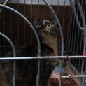 猫ちゃんの里親様募集