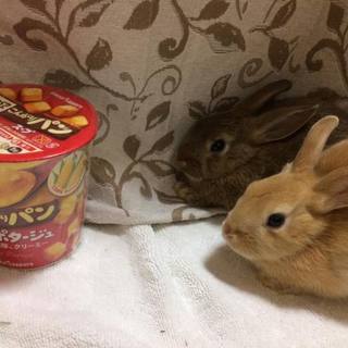 ミニウサギの里親様募集中【終了しました】