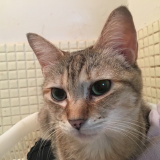 甘えっ子で美猫のるりちゃんです