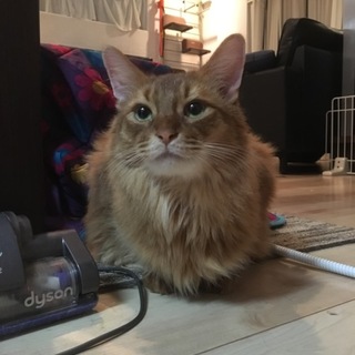 ソマリ 男の子4歳