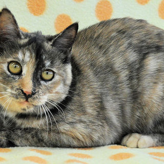 パステルサビ★ひかるちゃん