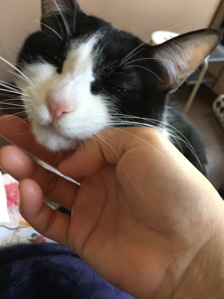 ハチワレツンデレ美熟女いとちゃん8歳 サムネイル3