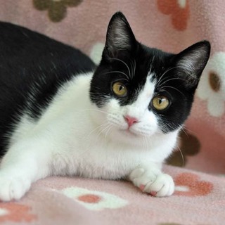 ピアノカラーな女の子★メロディちゃん