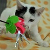 白、ときどき黒な子猫★セバスチャン サムネイル2
