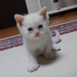 アメショー♂里親募集