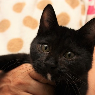 ★カーネル★ 甘えん坊な兄妹が家族を募集中♪