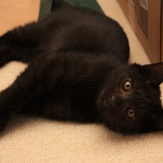 ★サンタ★ 甘えん坊な兄妹が家族を募集中♪