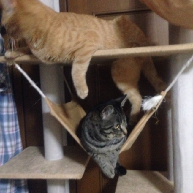 ヒカリンのカバー写真