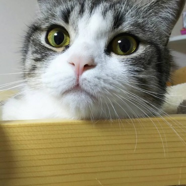 とらきちの写真