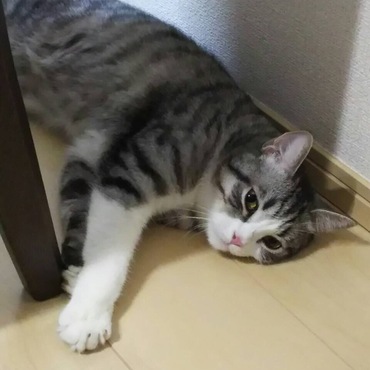 とらきちの写真