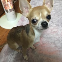 ピノ・ノワール
