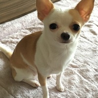 メルロー