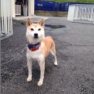 熟女だけどまだまだ元気！きりたんぽちゃん！