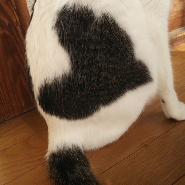 自慢のハートマーク