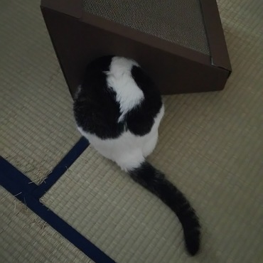 長い尻尾と大きなお尻もチャームポイント