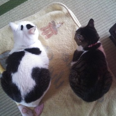 ２匹が並ぶと、このサイズ感。